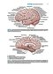 BRS Neuroanatomy (Board Review Series) Sixth Edition 2020